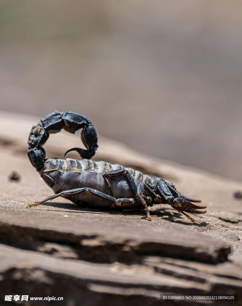 蜷曲的沙漠蝎子