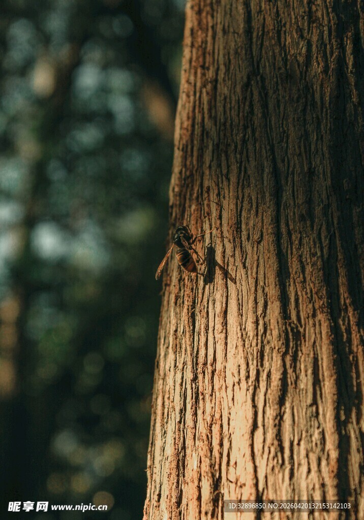 树干上的蜘蛛特写