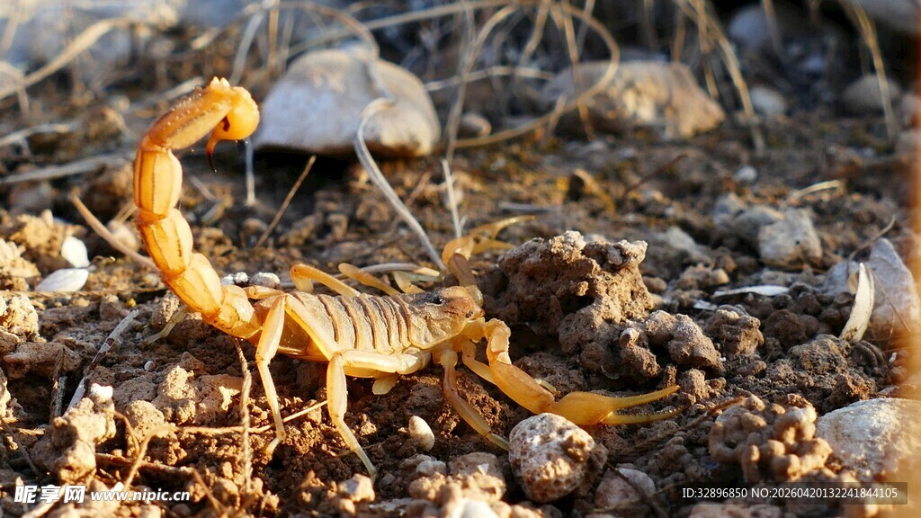 沙漠中的蝎子特写