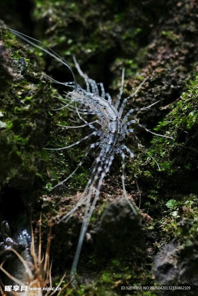 苔藓上的精致蛛形小生物