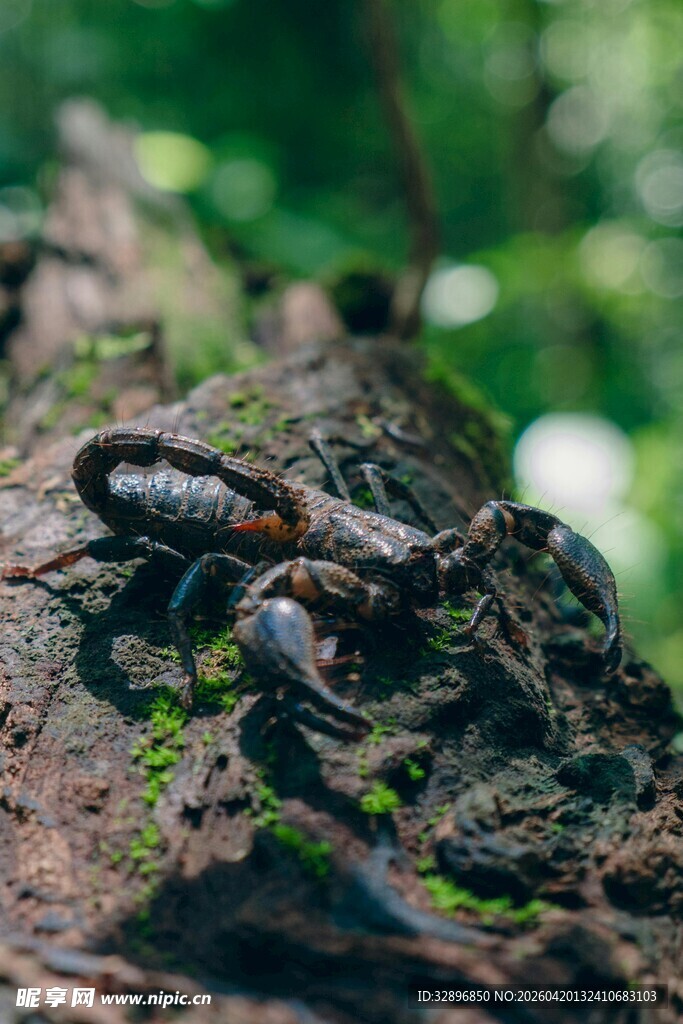 树干上的黑色甲虫