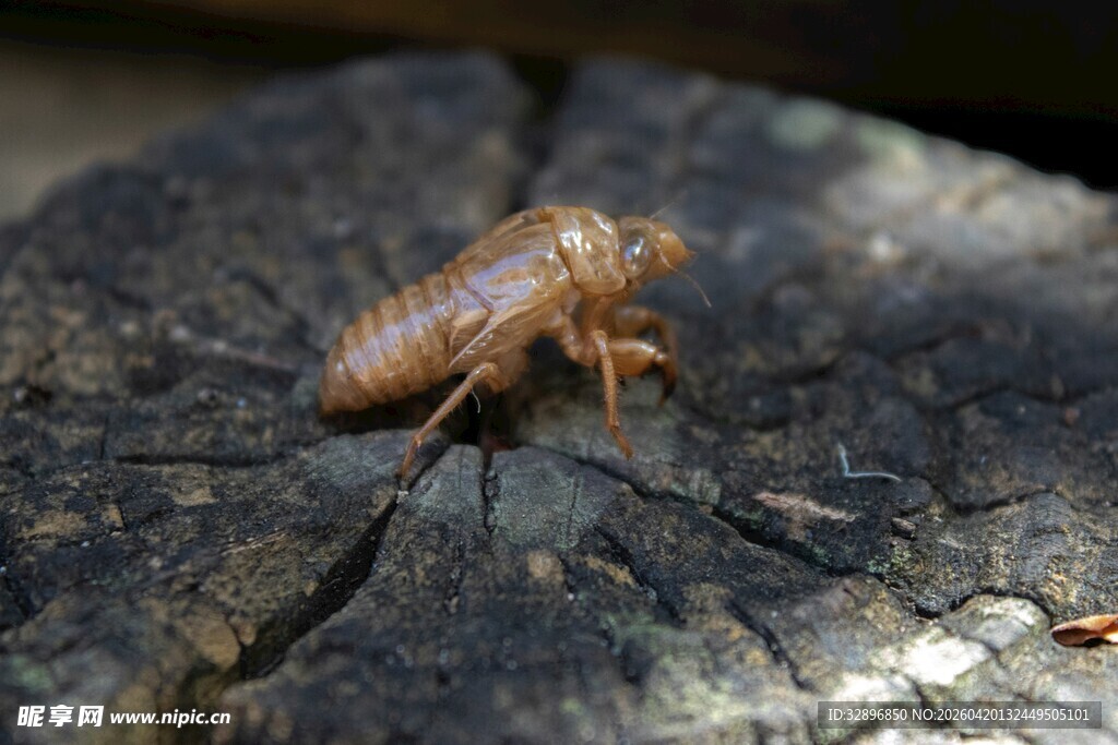 木头上的蝉