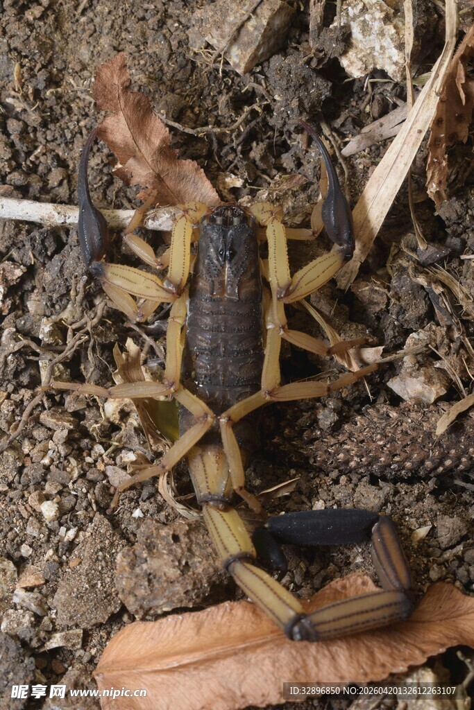 地面上的蝎子特写