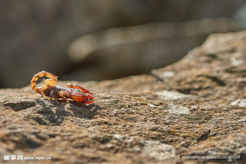 岩石上的小蜘蛛