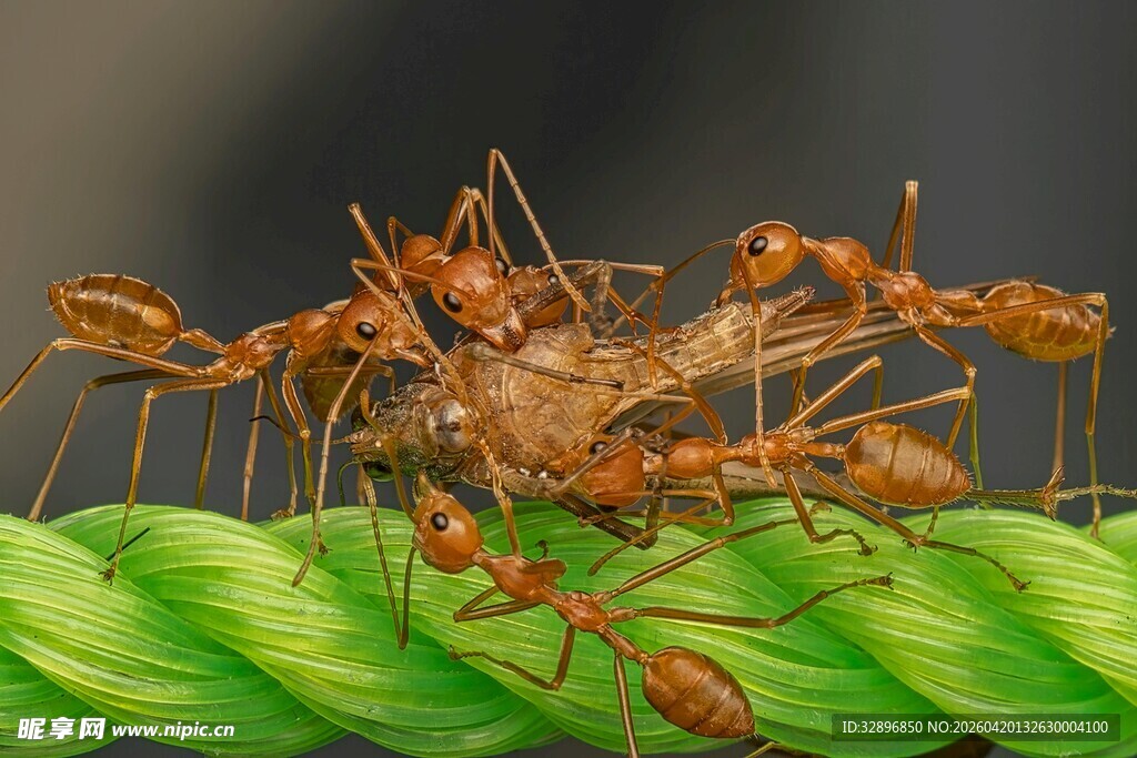 蚂蚁群聚啃食猎物场景
