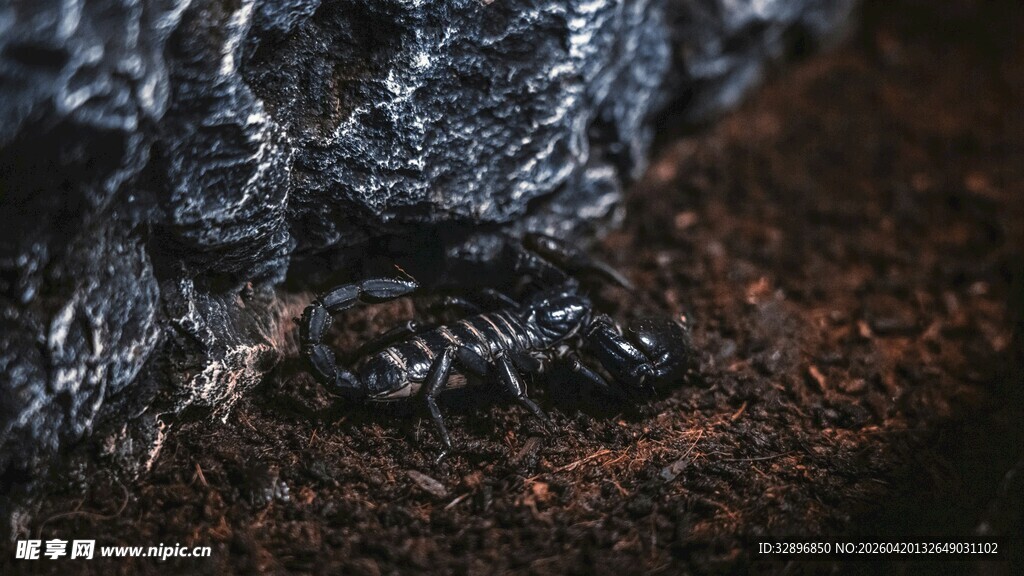土壤中的神秘黑色昆虫