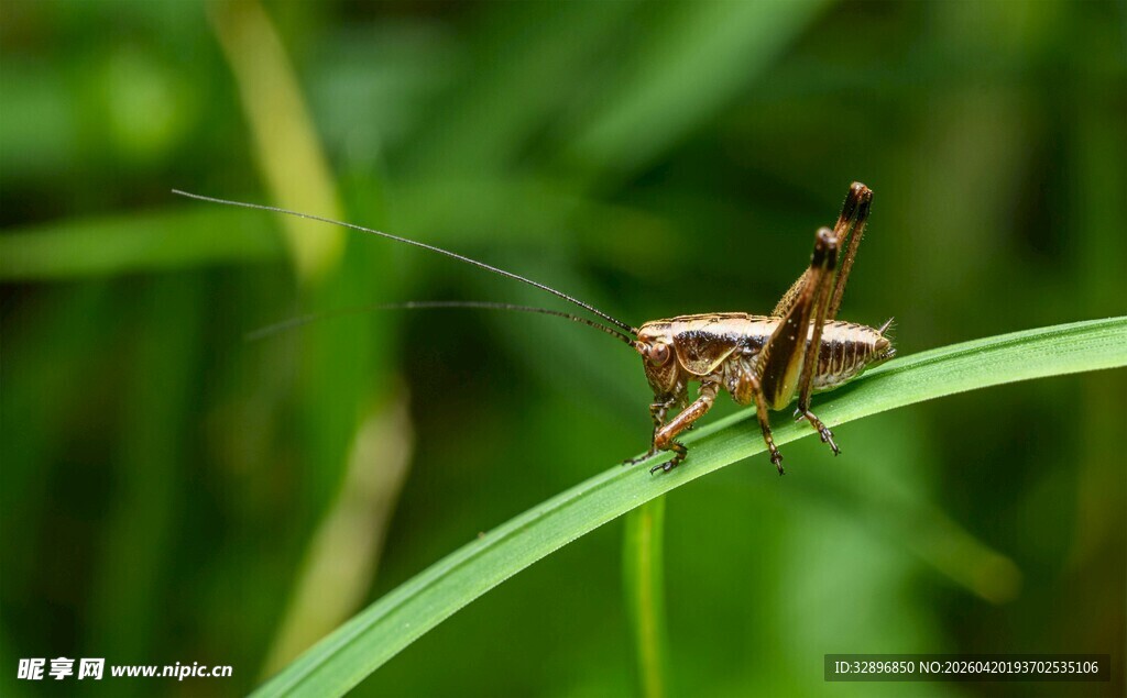 草叶上的小巧螳螂