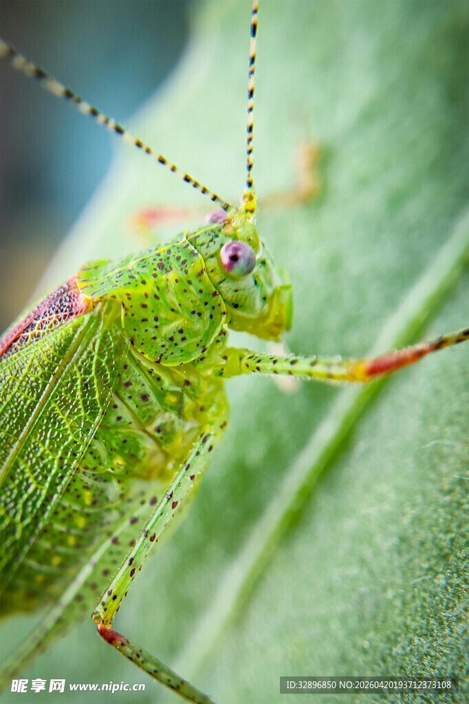 绿色蚱蜢特写