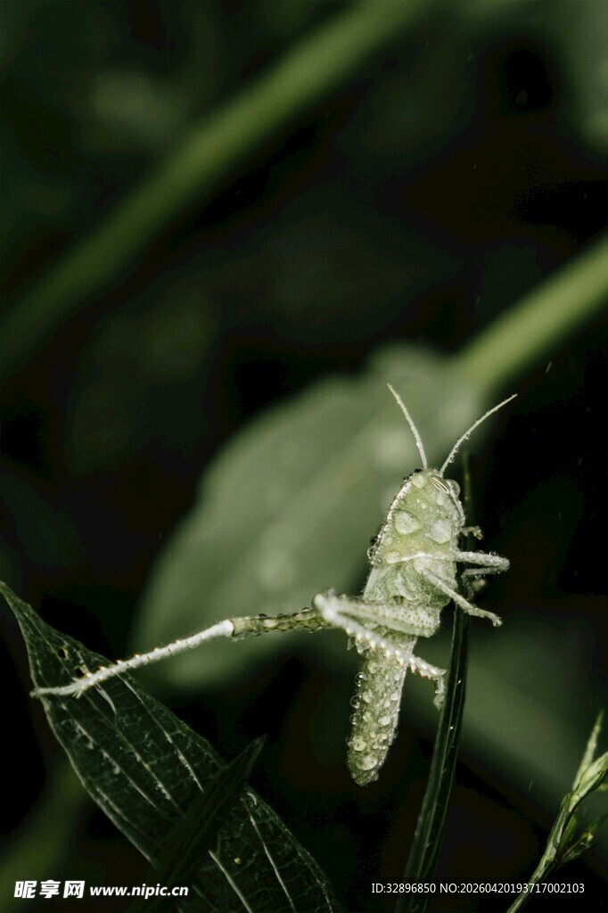 绿叶上的小蝗虫