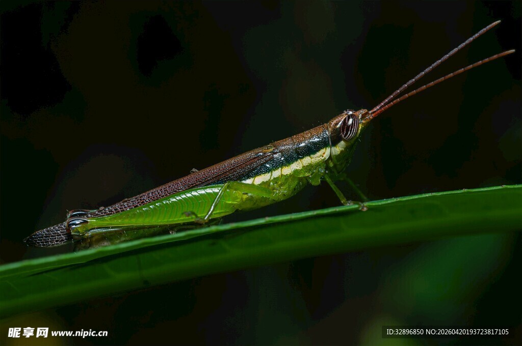绿叶上的翠绿蚂蚱