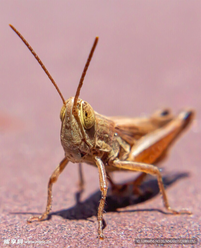 特写只站立的蝗虫