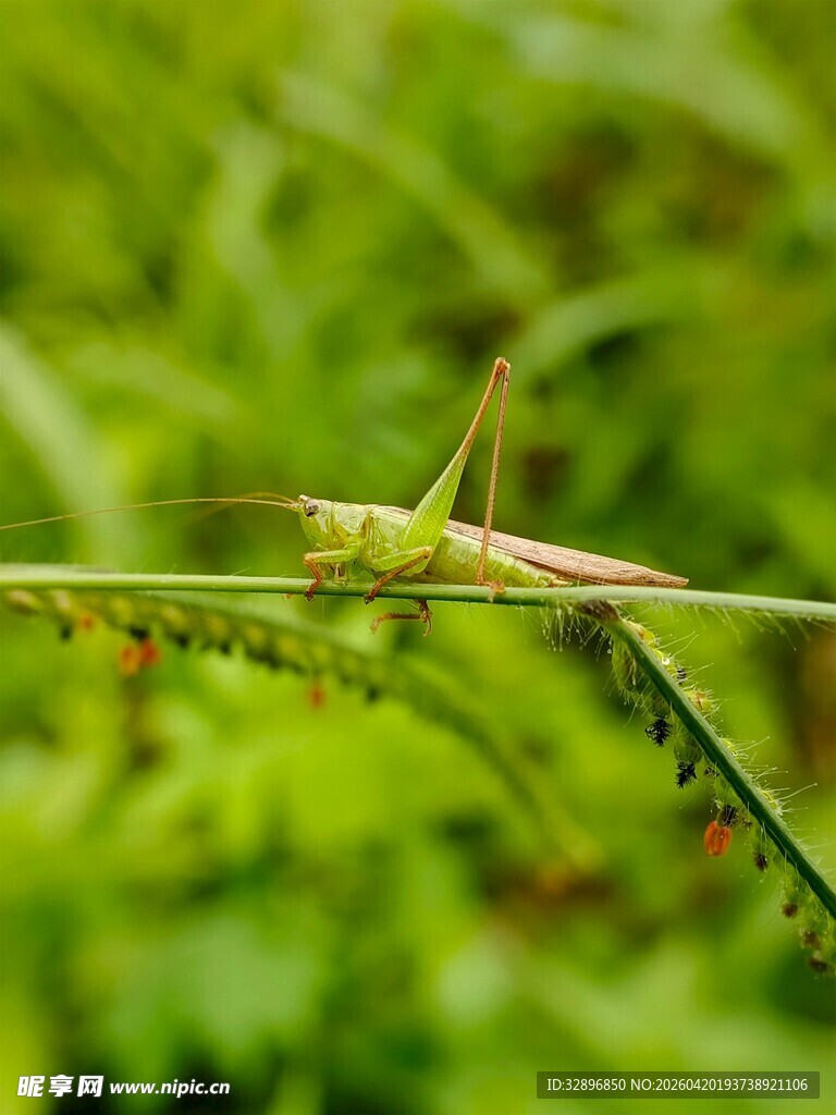 绿叶上的绿色蚂蚱