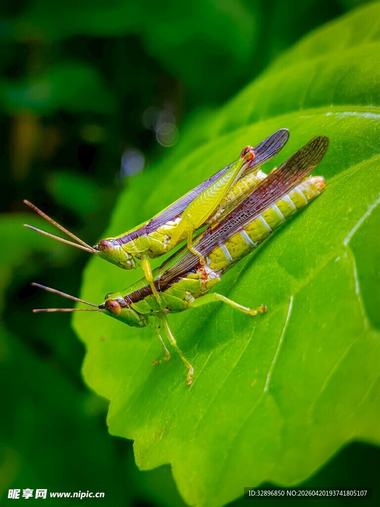 绿叶上的条纹蚂蚱