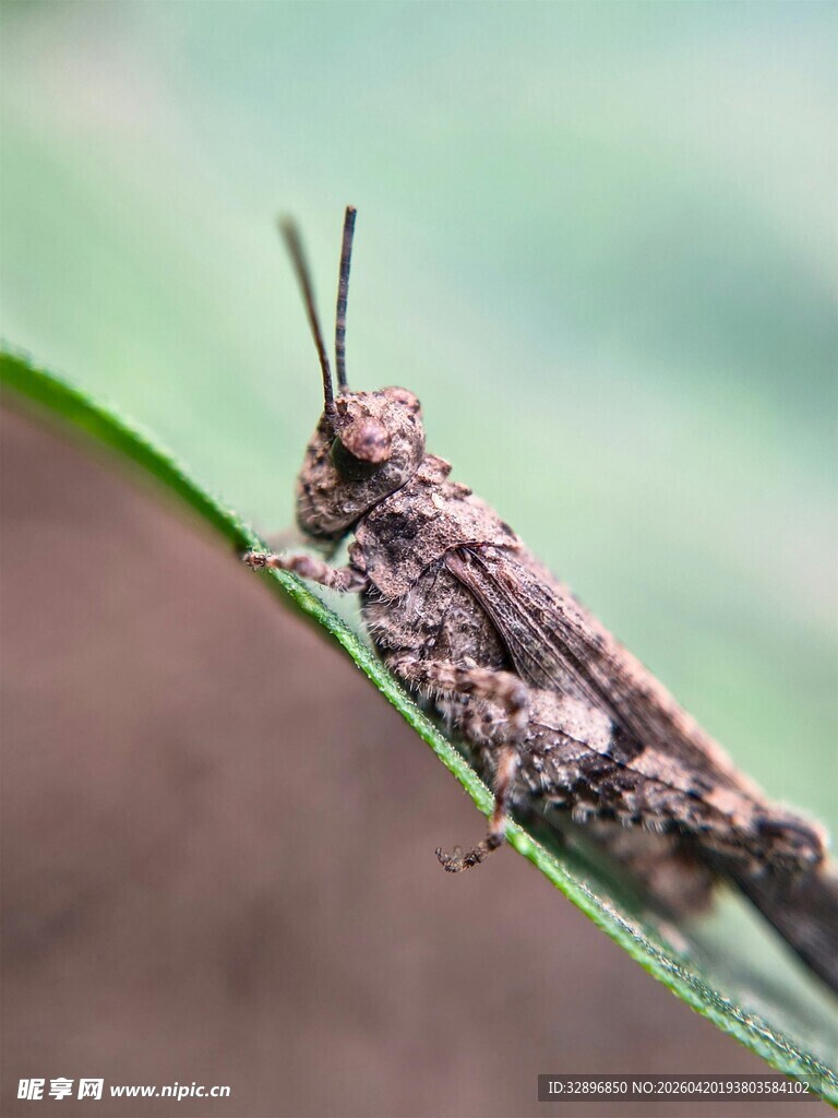绿叶上的褐色小蝗虫