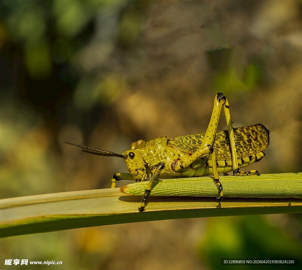 绿色蚱蜢栖息于绿叶上