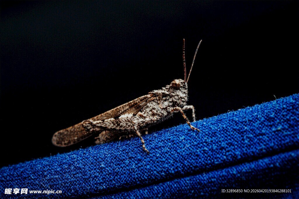 蓝色布上的一只棕色蚂蚱