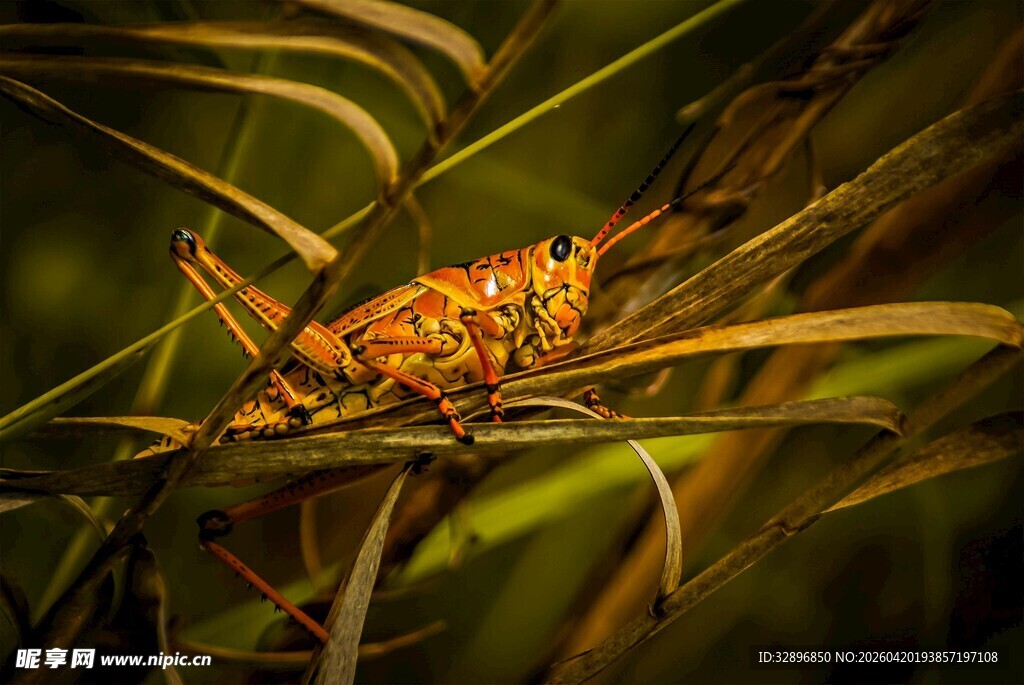 草丛中的橙色昆虫