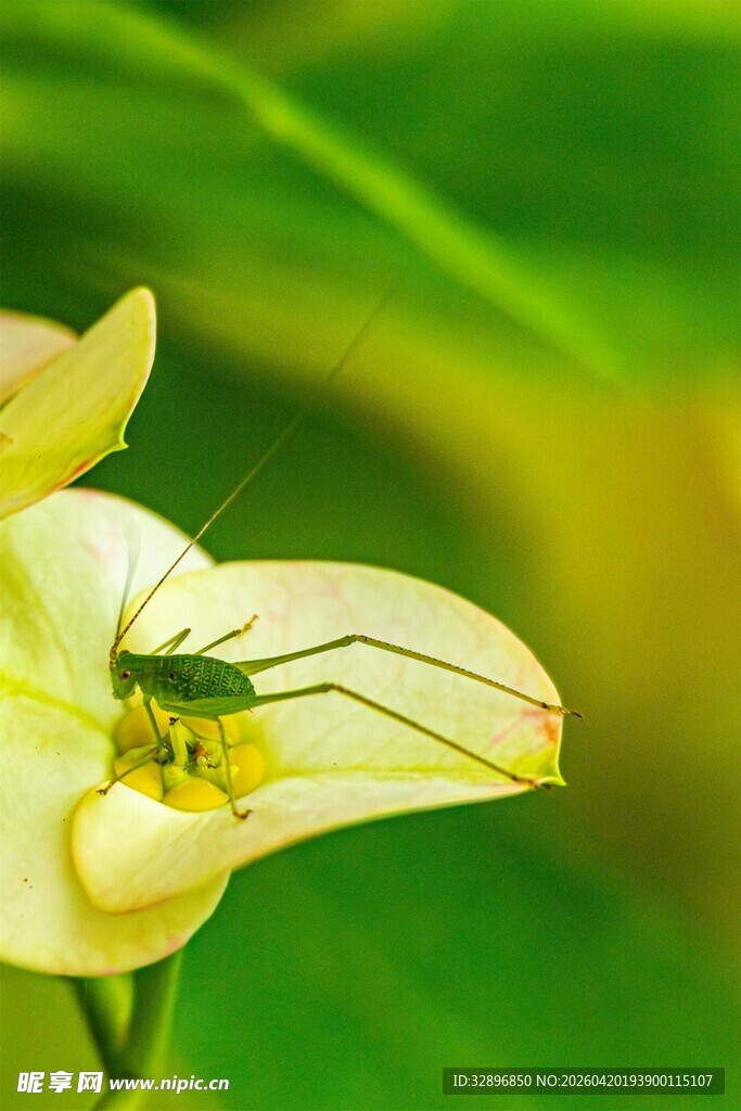 黄花瓣上的绿色小昆虫