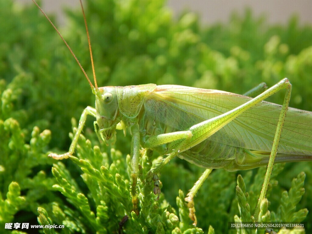 草丛中的绿色蚂蚱