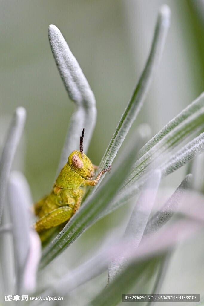 绿叶间的黄色小昆虫