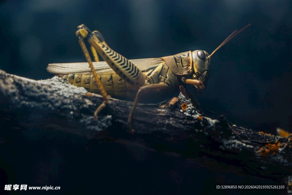 树枝上的蝗虫特写