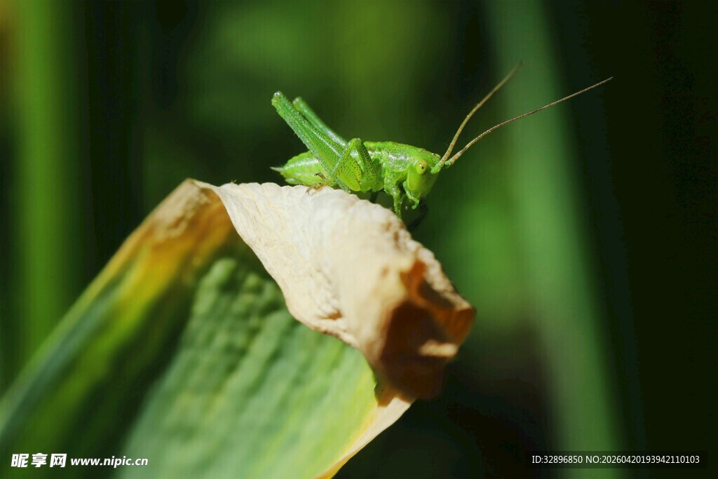 绿叶上的绿色蚂蚱