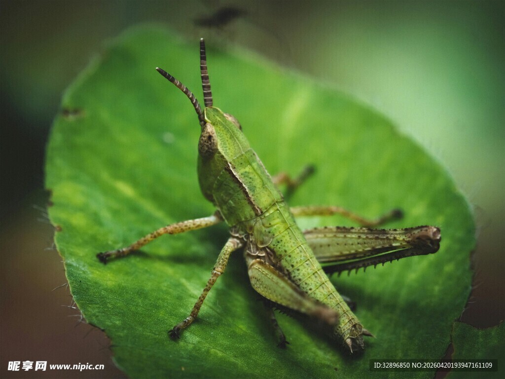 绿叶上的绿色蚂蚱
