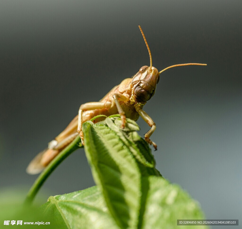 绿叶上的蝗虫特写