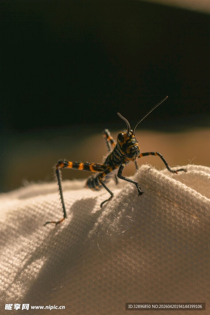 布面上的奇特昆虫