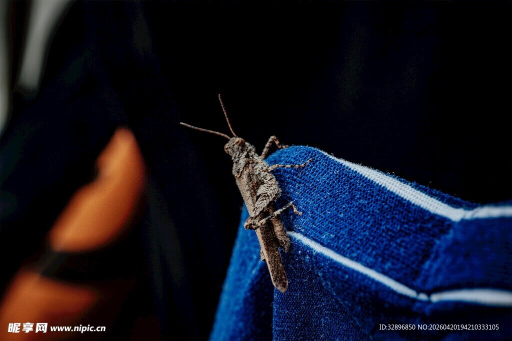 停在蓝色布料上的小昆虫