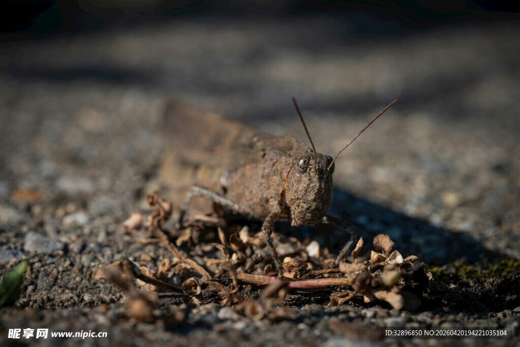 地面枯叶上的褐色昆虫