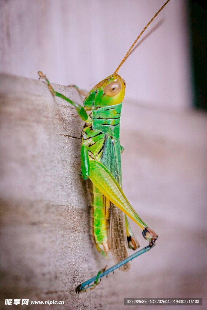 翠绿鸣虫灵动身姿