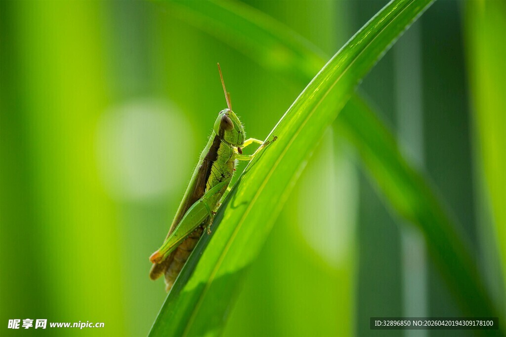 绿叶上的小蚱蜢