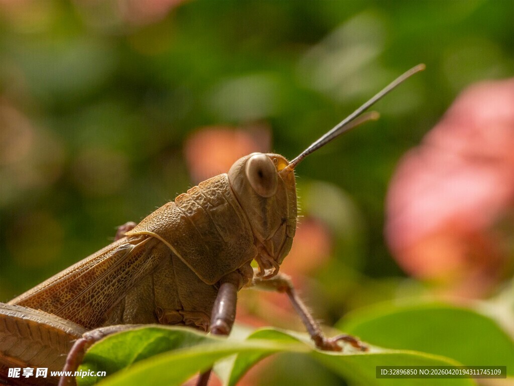 草丛中的棕色蚂蚱
