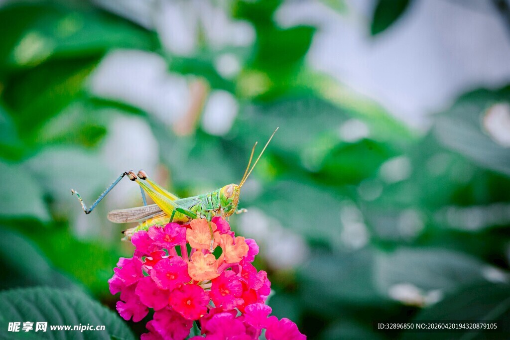 彩花上的翠绿蚂蚱