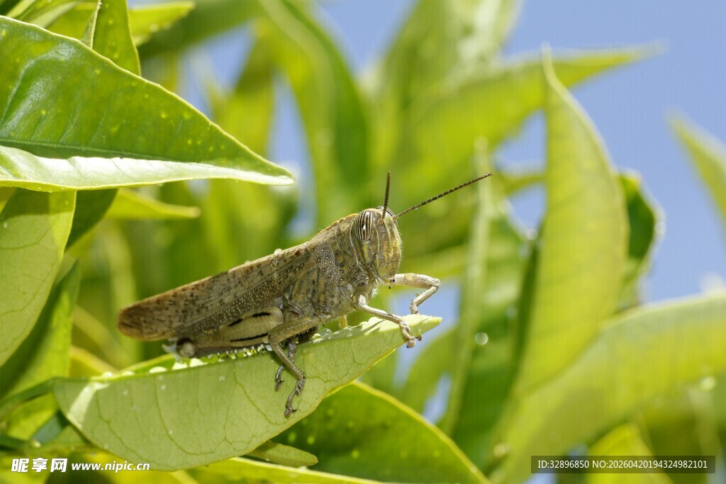 绿叶上的褐色蚂蚱