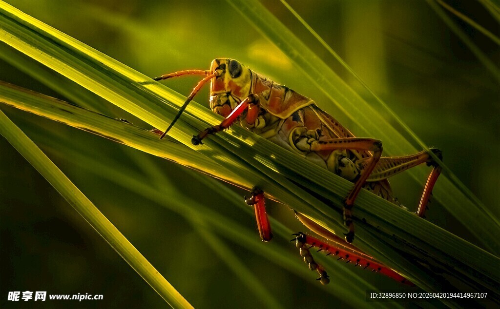 草丛中的红褐蚂蚱