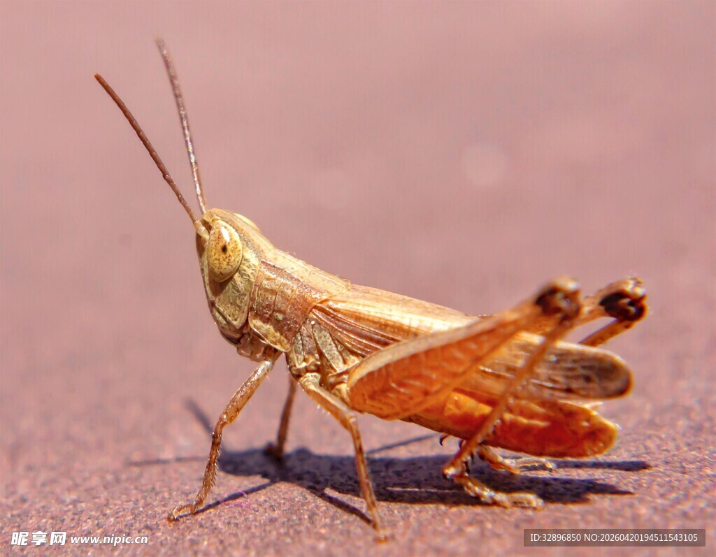 特写一只色彩鲜明的蚱蜢