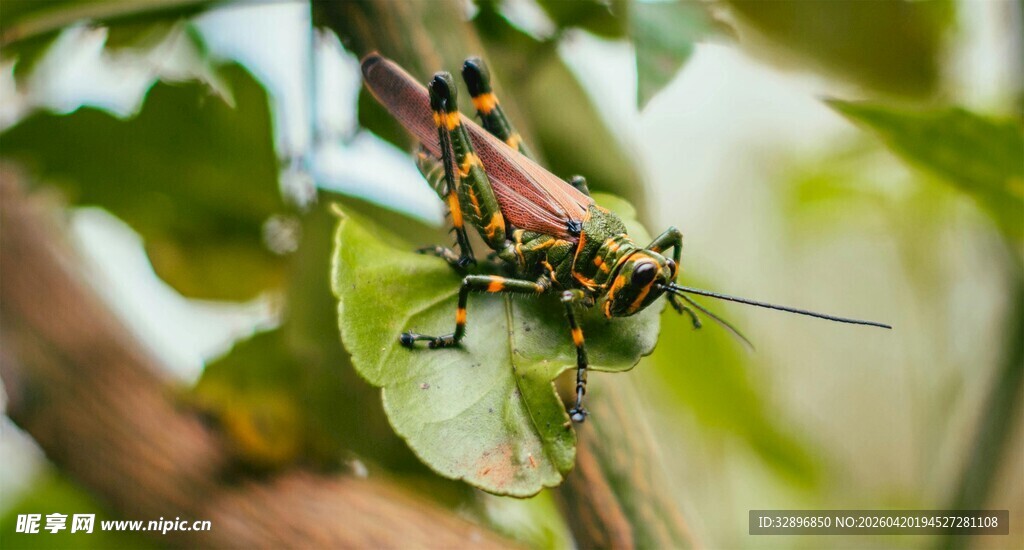 多彩蚱蜢栖息绿叶间