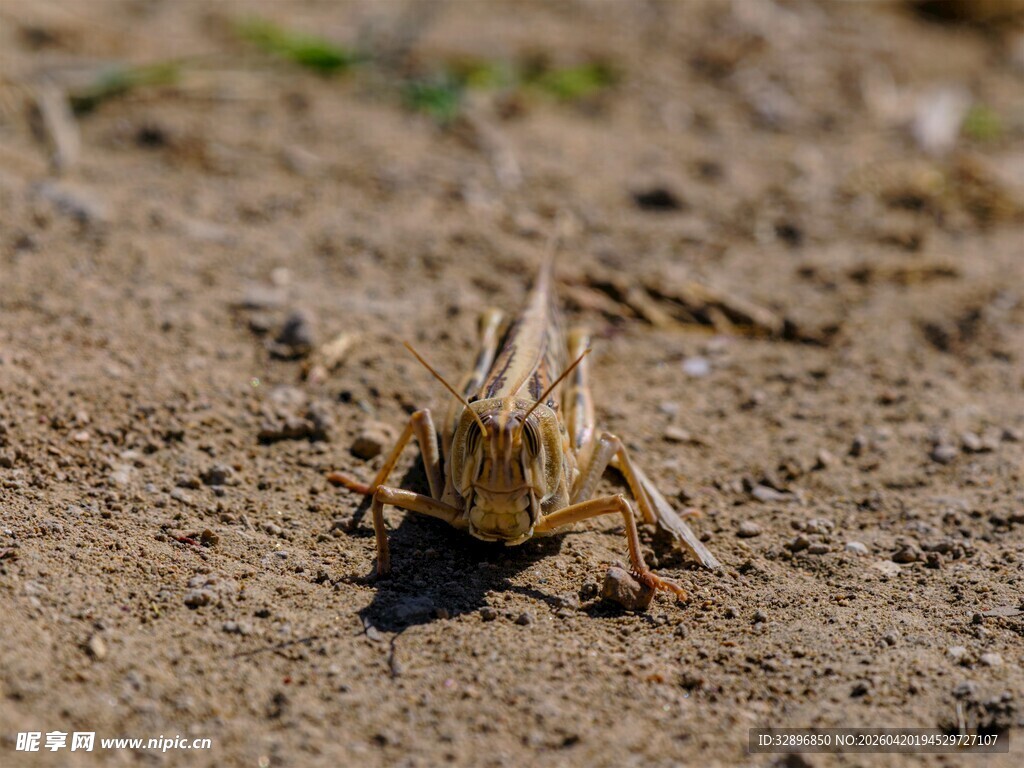地面上的棕色蚂蚱