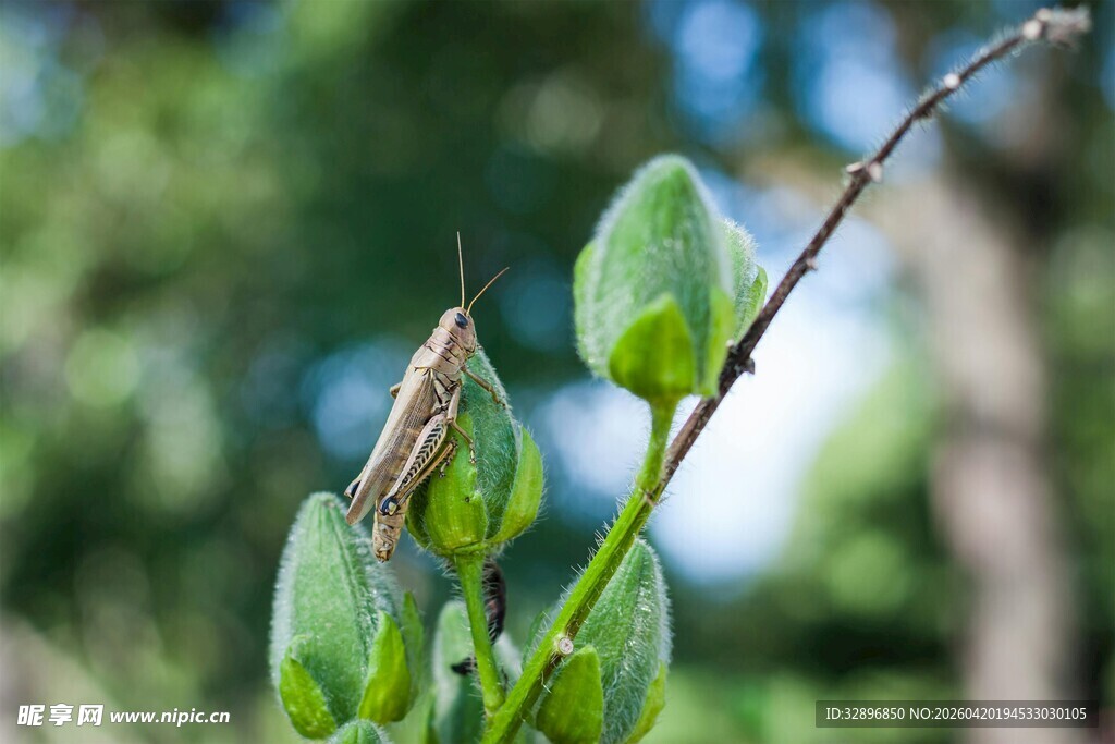 绿叶上的小巧蚂蚱