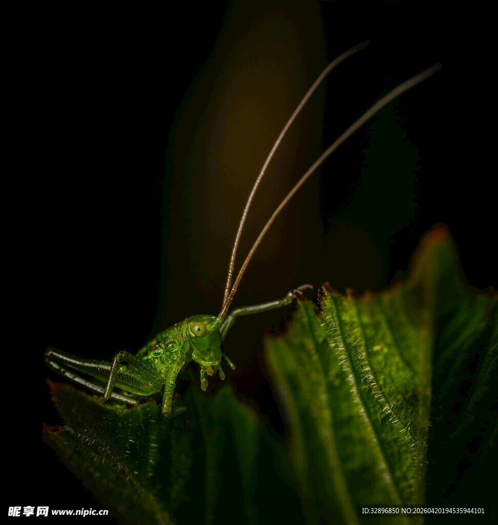 绿叶上的绿色长触角昆虫