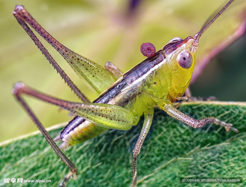 绿色蚱蜢特写