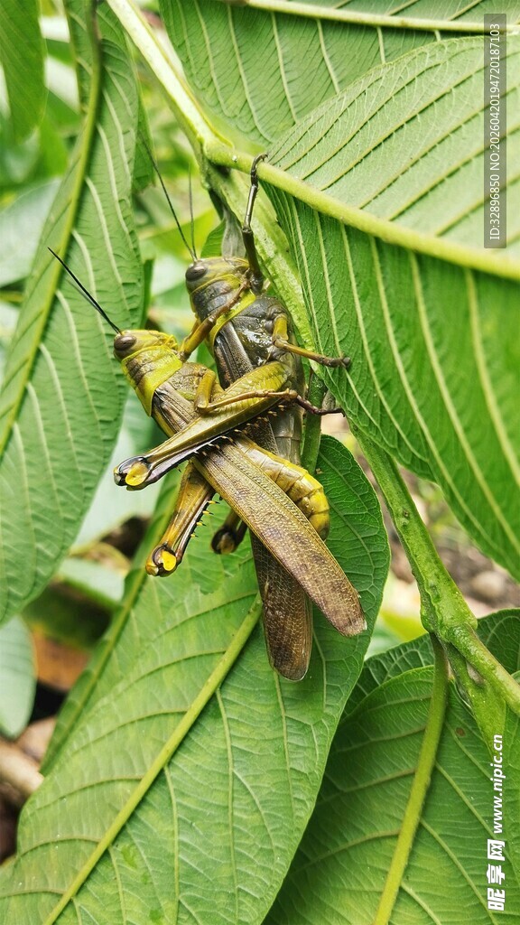 绿叶间的昆虫特写