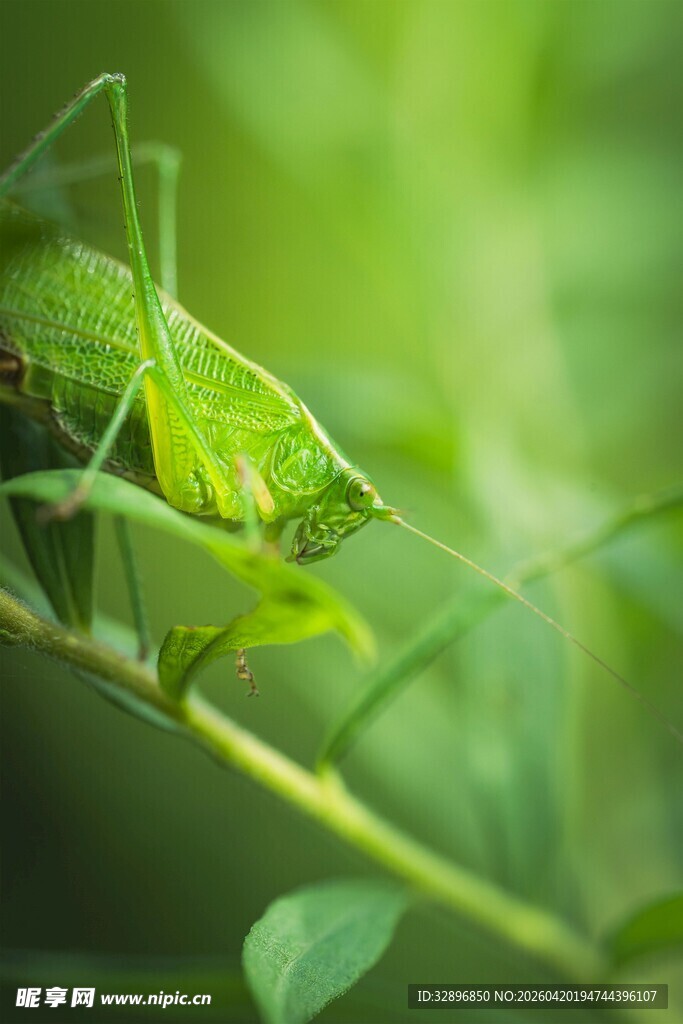 绿叶上的翠绿蚂蚱