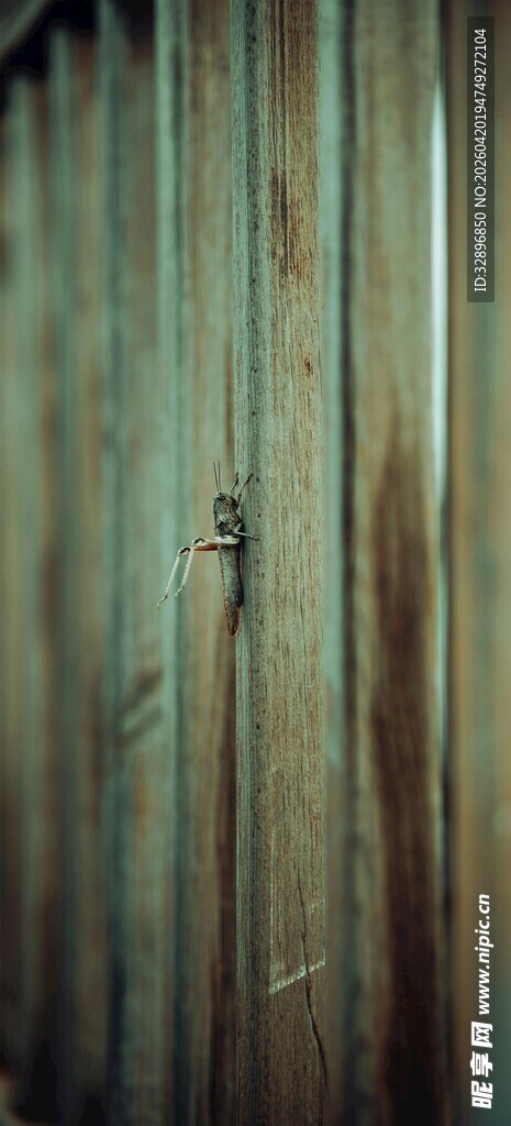 老旧木板纹理特写