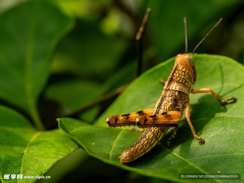 绿叶上的精致棕色蚂蚱