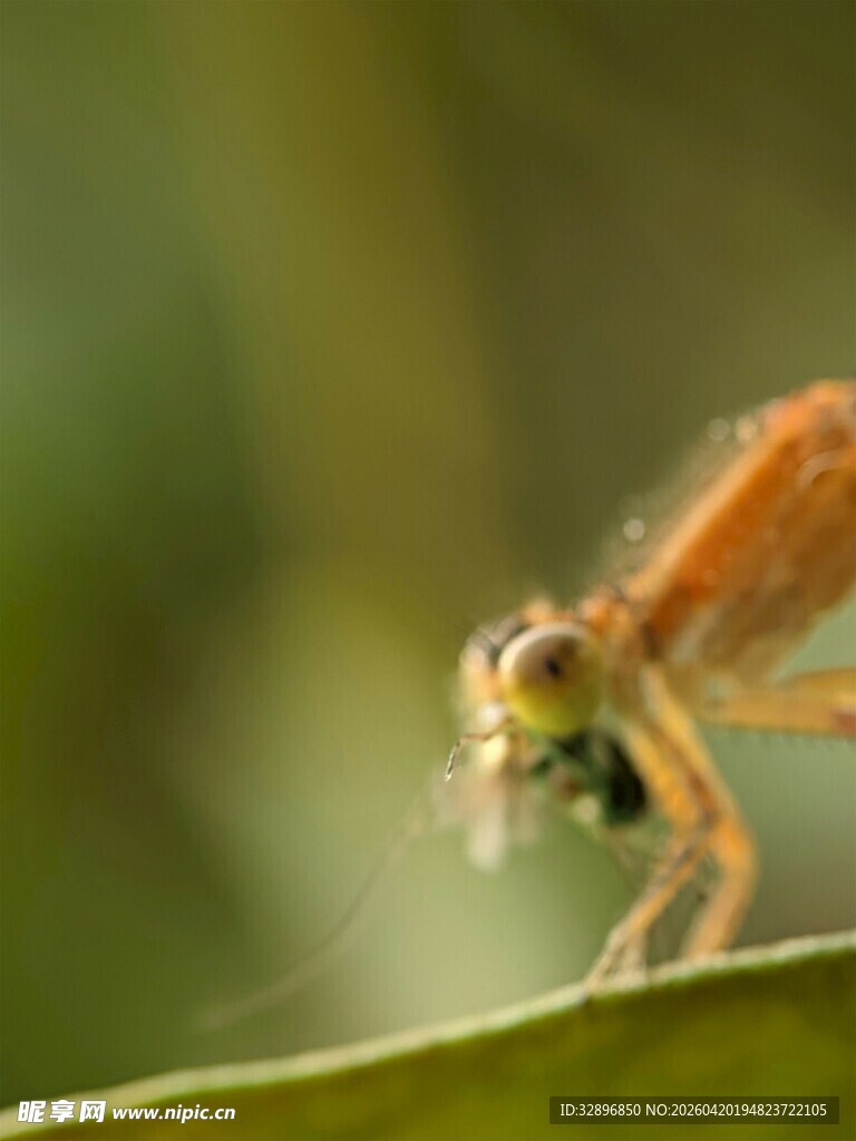 微距下的橙色小昆虫