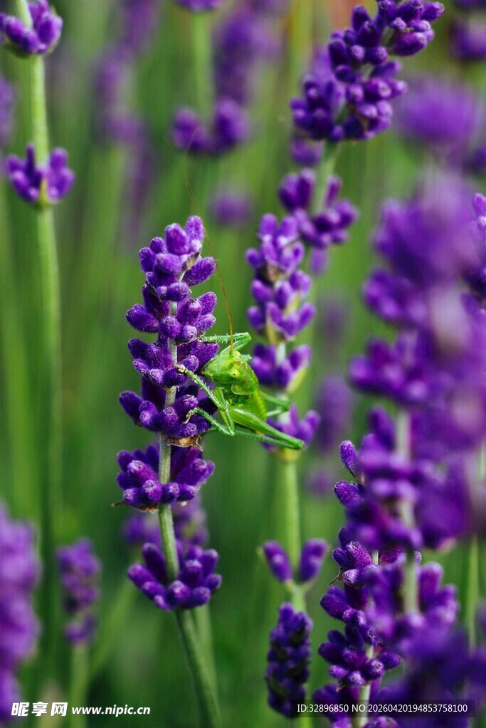 紫色薰衣草花丛中的绿虫