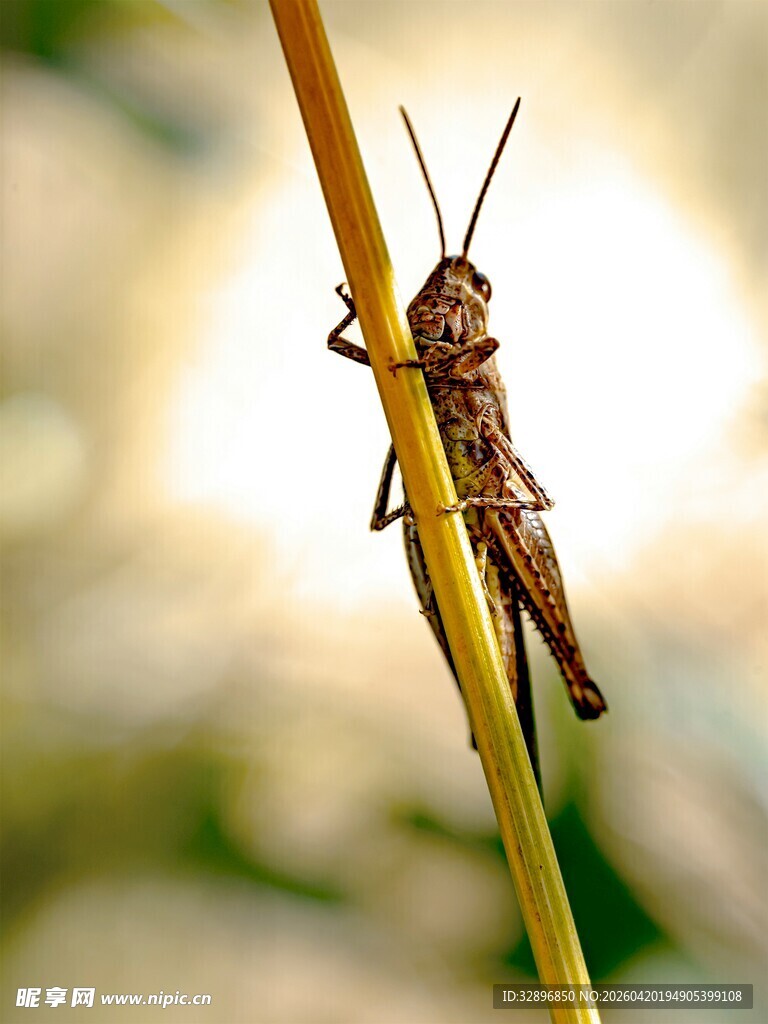 草茎上的蚂蚱